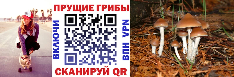ОМГ ОМГ как войти  Жигулёвск  Псилоцибиновые грибы GOLDEN TEACHER 